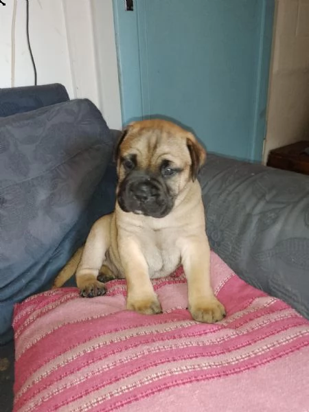 cucciolo di bullmastiff maschio  | Foto 3
