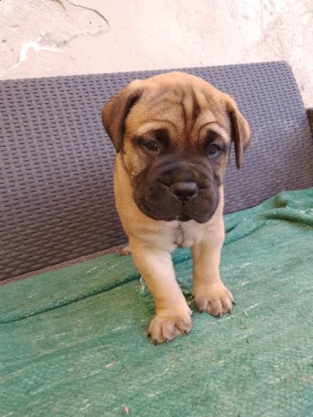 cucciolo di bullmastiff maschio  | Foto 2