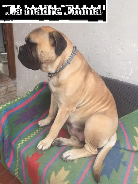 cucciolo di bullmastiff maschio  | Foto 1