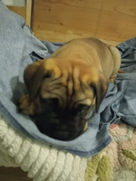 cucciolo di bullmastiff maschio  | Foto 0