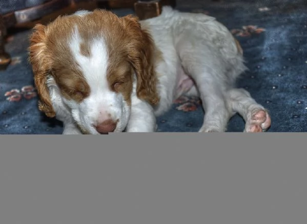 adorabili cuccioli di epagneul breton