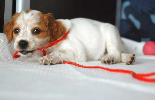 adorabili cuccioli di epagneul breton | Foto 0