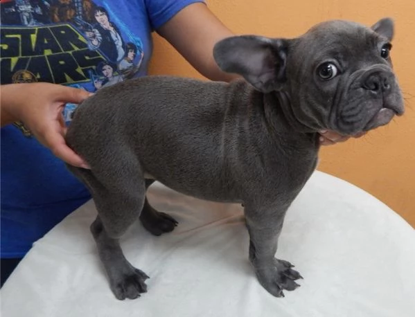 bouledogue francese
