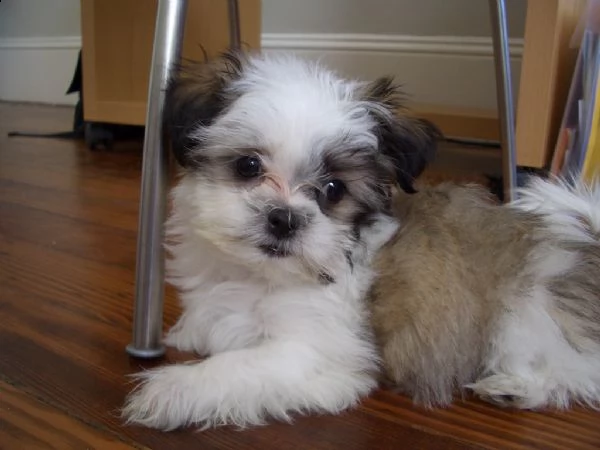 cucciolo shih tzu | Foto 0