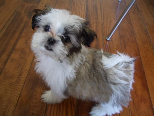 cucciolo shih tzu