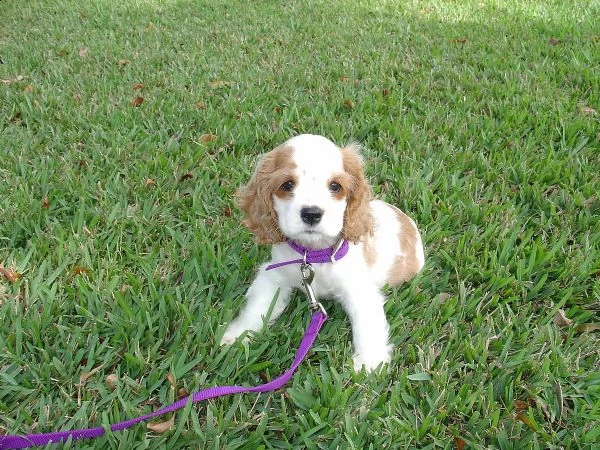 100 purosangue cocker spaniel americano maschio e femmina di alta qualit