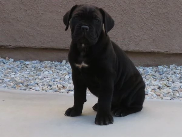 cuccioli cane corso
