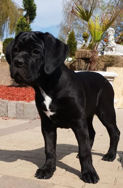 cuccioli cane corso | Foto 0