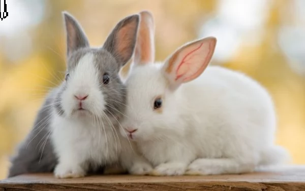 conigli nani cuccioli e adulti  | Foto 2