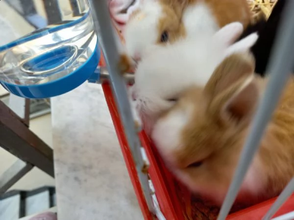 conigli nani cuccioli e adulti  | Foto 1