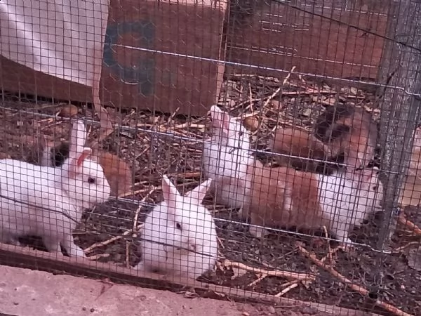 conigli nani cuccioli e adulti 