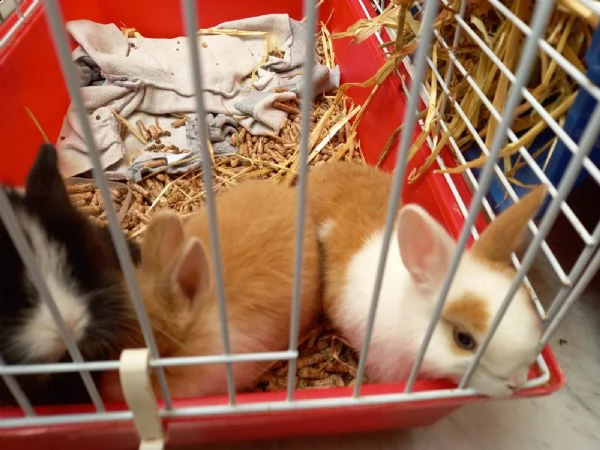 conigli nani cuccioli e adulti  | Foto 0
