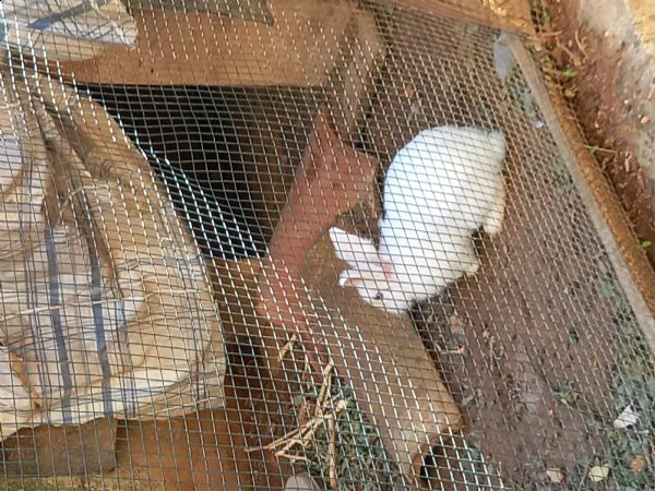 coppia di conigli nani già pronti per la riproduzione  | Foto 1