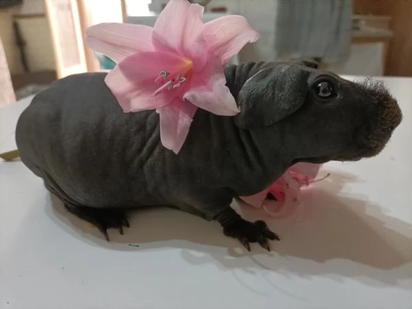 cavia skinny cavia nuda