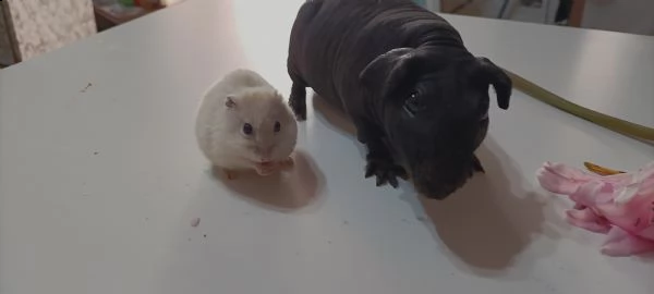 cavia skinny cavia nuda | Foto 1