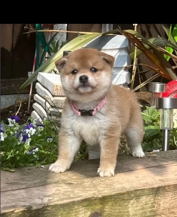 due meravigliosi cuccioli di shiba inu