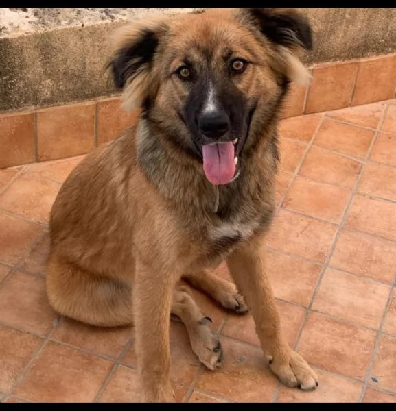 si regala cagnolino 