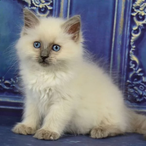  cuccioli ragdoll stupendi da show 