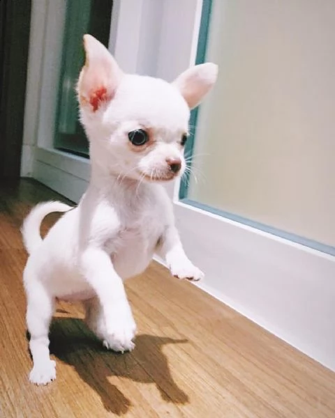  chihuahua maschio per monte22
