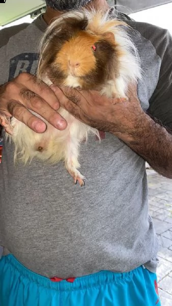 regalo 2 bellissime cavia | Foto 3