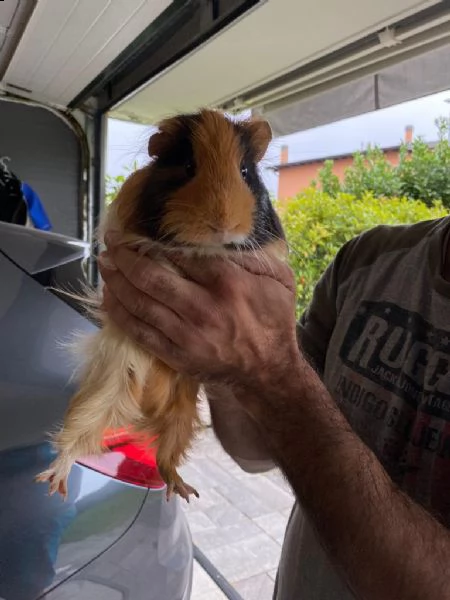 regalo 2 bellissime cavia | Foto 1