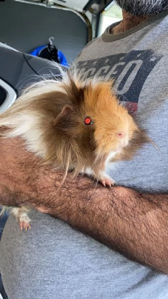 regalo 2 bellissime cavia | Foto 0