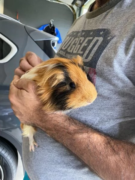 regalo 2 bellissime cavia