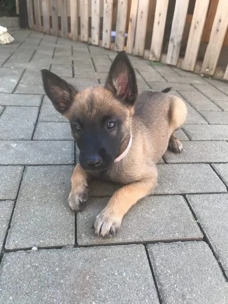 cuccioli pastore belga malinois maschio e femmina | Foto 5