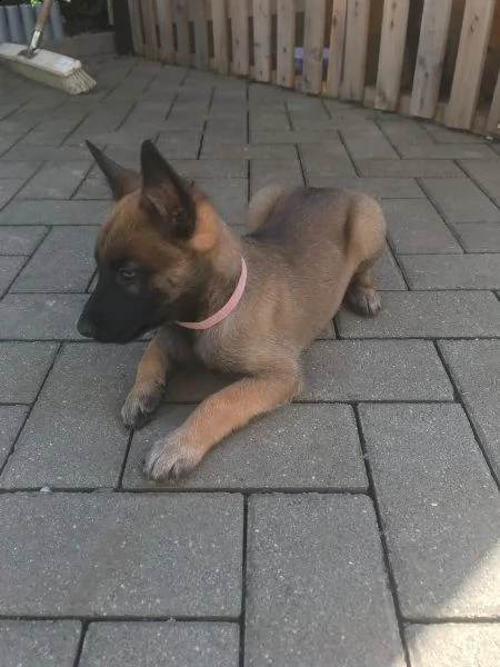 cuccioli pastore belga malinois maschio e femmina | Foto 4