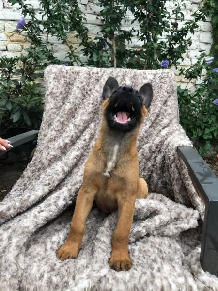 cuccioli pastore belga malinois maschio e femmina | Foto 3