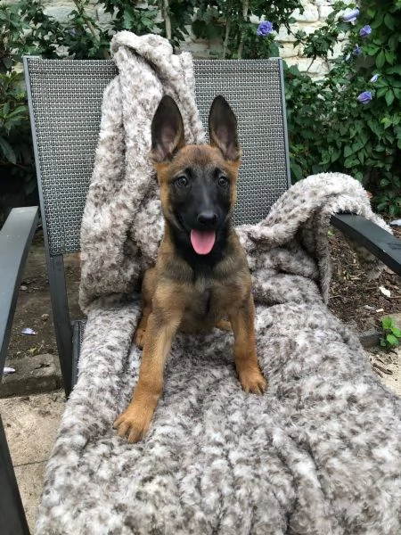 cuccioli pastore belga malinois maschio e femmina | Foto 2