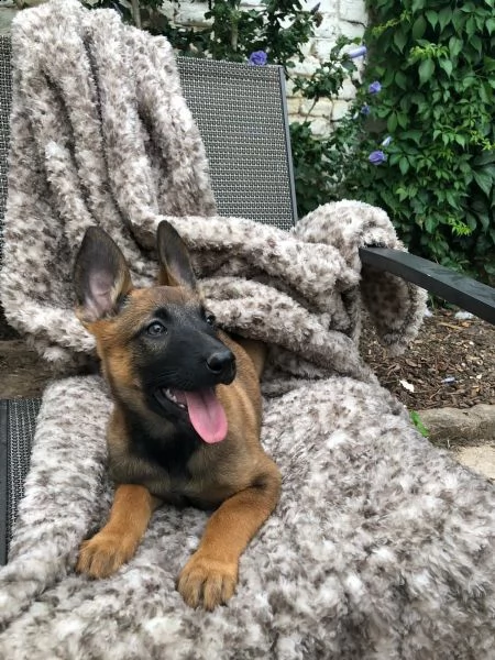 cuccioli pastore belga malinois maschio e femmina