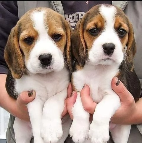 adorabili cuccioli di beagle per il rehing di un'adozione | Foto 0