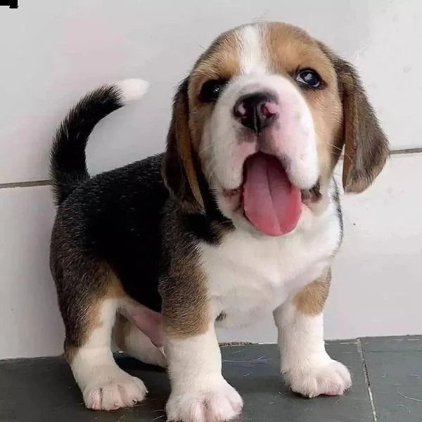 adorabili cuccioli di beagle per il rehing di un'adozione