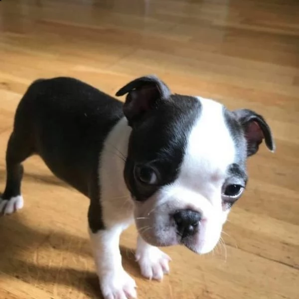  regalo boston terrier meravigliosi  