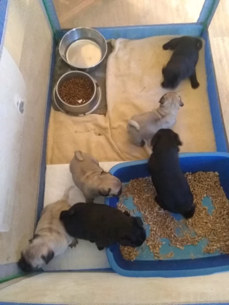 stupendi cuccioli carlini con pedigree | Foto 5