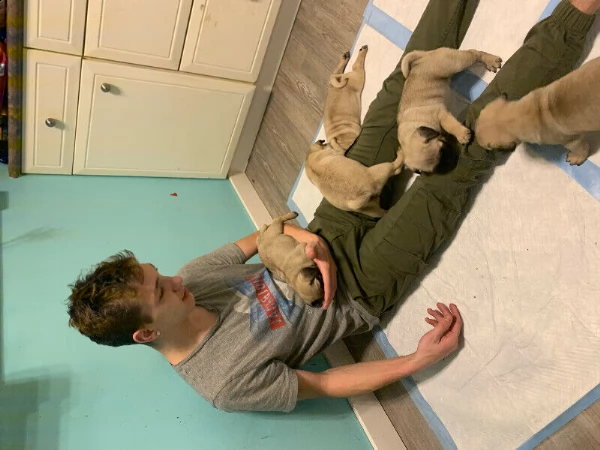 stupendi cuccioli carlini con pedigree | Foto 4