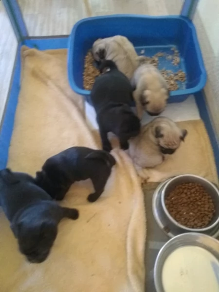 stupendi cuccioli carlini con pedigree | Foto 2