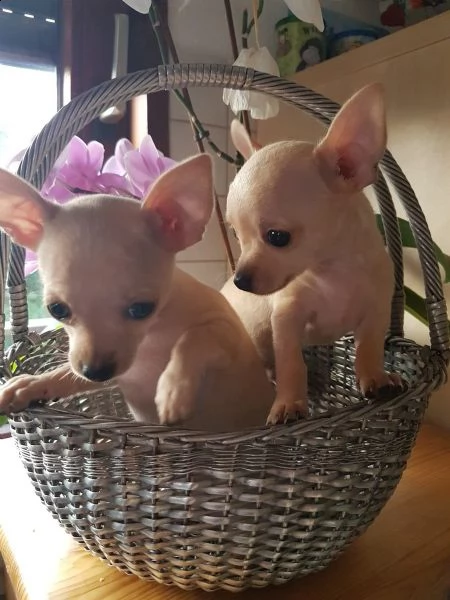 cuccioli di chihuahua tazza da tegrave | Foto 6