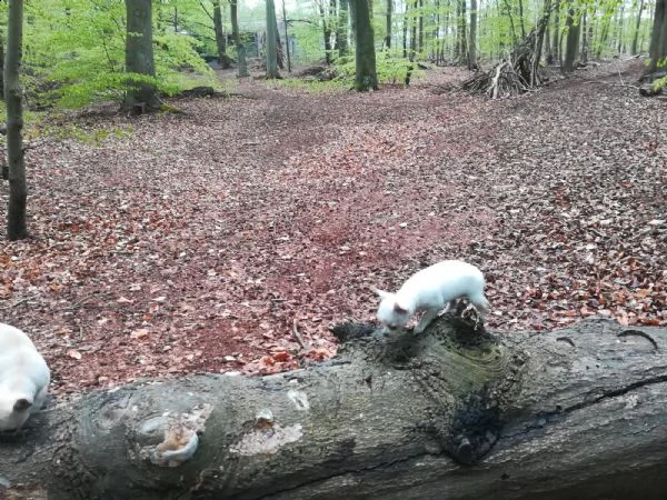 cuccioli di chihuahua tazza da tegrave | Foto 5