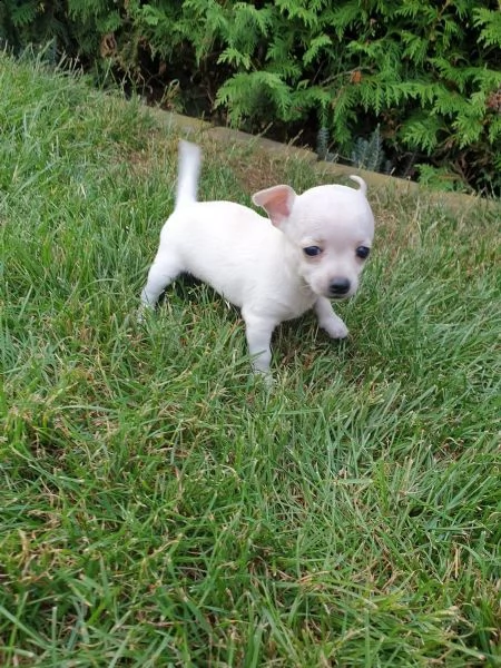 cuccioli di chihuahua tazza da tegrave | Foto 3