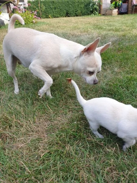 cuccioli di chihuahua tazza da tegrave | Foto 2