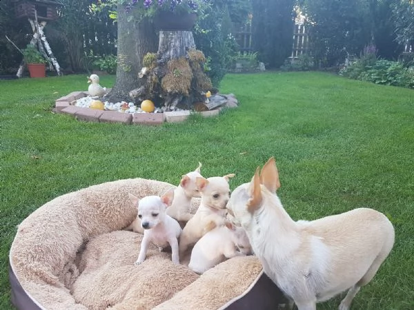 cuccioli di chihuahua tazza da tegrave