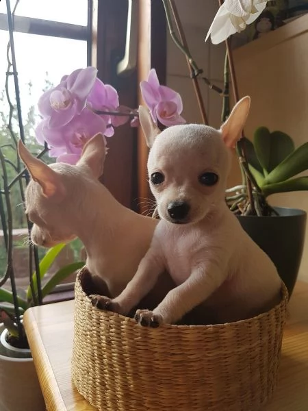 cuccioli di chihuahua tazza da tegrave | Foto 1