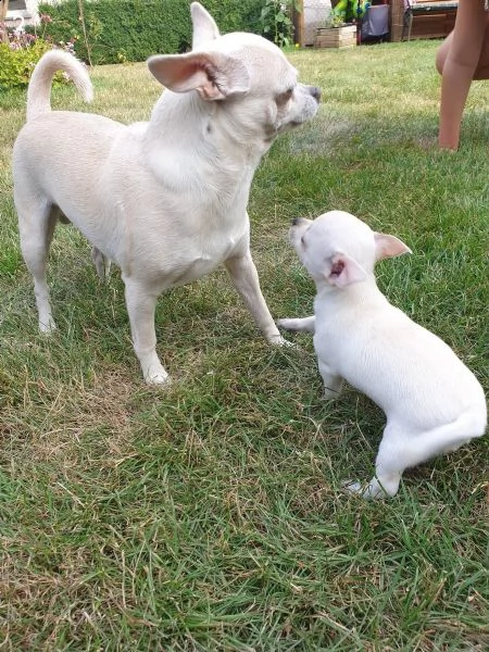 cuccioli di chihuahua tazza da tegrave | Foto 0