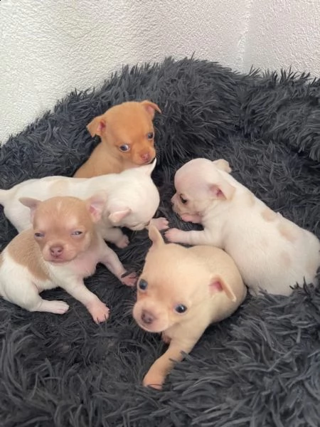 cuccioli di chihuahua tazza da tegrave | Foto 5