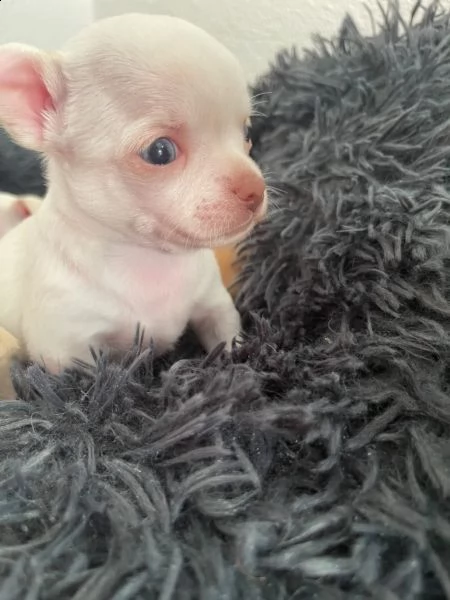cuccioli di chihuahua tazza da tegrave | Foto 4