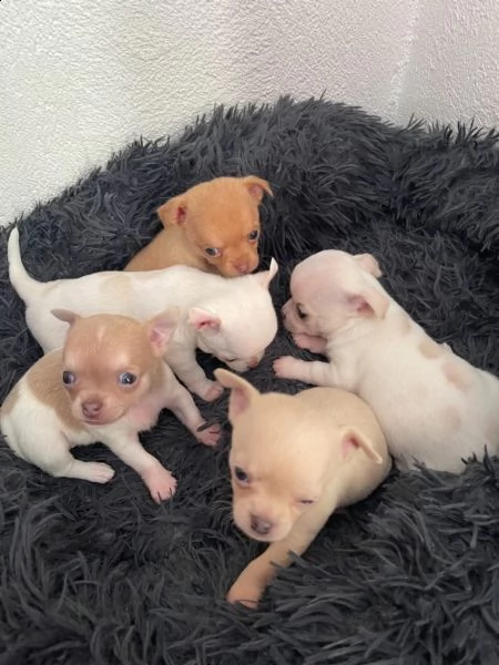cuccioli di chihuahua tazza da tegrave | Foto 3