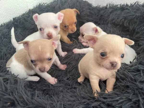 cuccioli di chihuahua tazza da tegrave | Foto 1