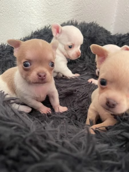cuccioli di chihuahua tazza da tegrave | Foto 0